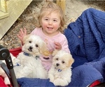 Small Photo #18 Maltese Puppy For Sale in OCKLAWAHA, FL, USA