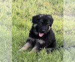 Small #26 German Shepherd Dog