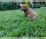 Small Photo #5 Goldendoodle Puppy For Sale in SONORA, KY, USA