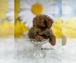 Small Photo #3 Poodle (Toy) Puppy For Sale in RIPLEY, MS, USA