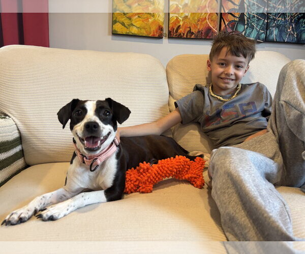 Medium Photo #1 Jack Russell Terrier-Unknown Mix Puppy For Sale in Rockaway, NJ, USA