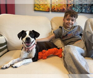 Jack Russell Terrier-Unknown Mix Dogs for adoption in Rockaway, NJ, USA