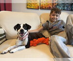 Small Jack Russell Terrier Mix