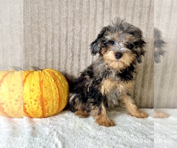 Medium Photo #2 Bernedoodle (Miniature) (+ Poodle Miniature) Puppy For Sale in INDIANAPOLIS, IN, USA