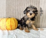 Whistles - Male Bernedoodle (Miniature) (+ Poodle Miniature) Puppy for Sale - Photo #2