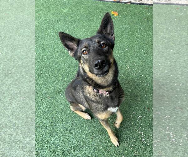Medium Photo #12 German Shepherd Dog Puppy For Sale in Plantation, FL, USA
