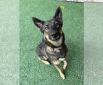 Small #11 German Shepherd Dog