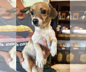 Chihuahua-Unknown Mix Dogs for adoption in Holly Springs, NC, USA