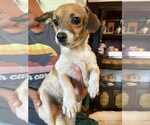 Small Chihuahua Mix
