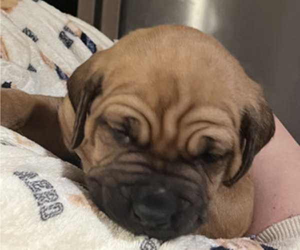Medium Photo #9 Boerboel-Cane Corso Mix Puppy For Sale in MARION, OH, USA