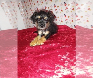 Chorkie Puppy for sale in TARPON SPRINGS, FL, USA