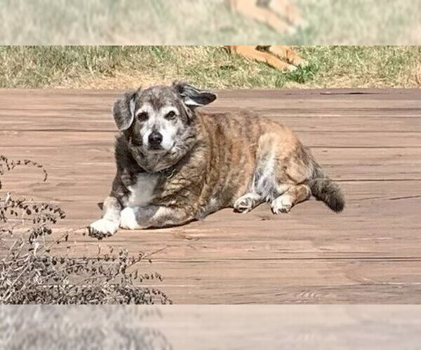 Medium Photo #2 Dachshund-Unknown Mix Puppy For Sale in Candler, NC, USA