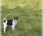 Small Photo #3 Rat Terrier Puppy For Sale in ELLENSBURG, WA, USA