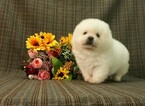 Small Photo #2 Japanese Spitz Puppy For Sale in LOS ANGELES, CA, USA