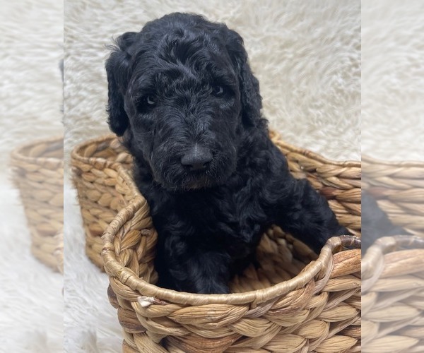 Medium Photo #39 Double Doodle Puppy For Sale in PIERSON, FL, USA