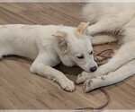 Small Photo #8 Great Pyrenees-Unknown Mix Puppy For Sale in Garland, TX, USA