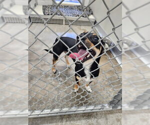 Chihuahua-Unknown Mix Dogs for adoption in Temple, TX, USA