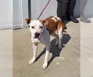 American Pit Bull Terrier Dogs for adoption in Louisville, KY, USA