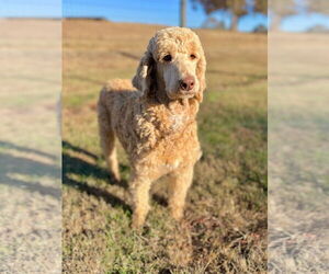 Poodle (Standard) Dogs for adoption in Pacolet, SC, USA