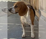 Small #2 Beagle