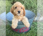 Small #3 Cockapoo (Miniature)
