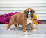 Puppy Tess Boxer