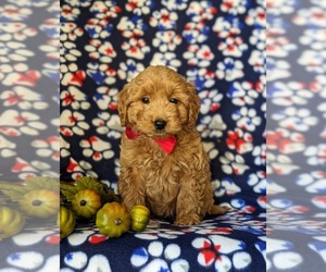Goldendoodle (Miniature) Puppy for sale in KIRKWOOD, PA, USA