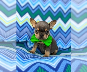 French Bulldog Puppy for sale in QUARRYVILLE, PA, USA