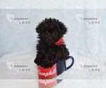 Small #9 Poodle (Toy)
