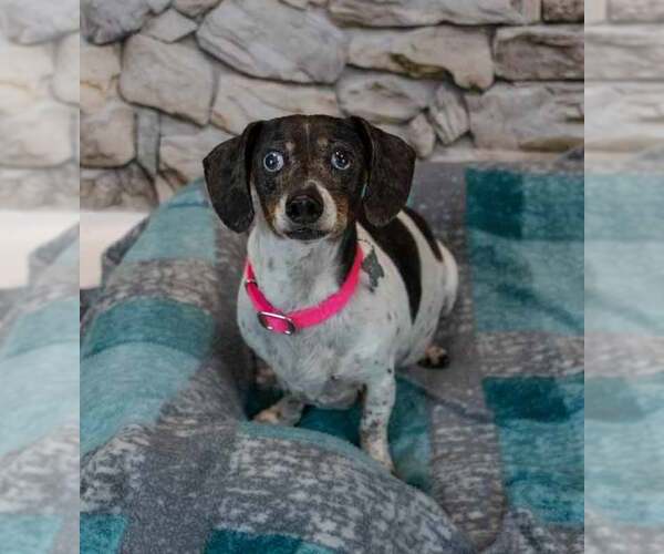 Medium Photo #2 Dachshund Puppy For Sale in Kennesaw, GA, USA