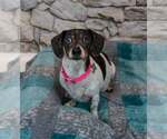 Small #1 Dachshund