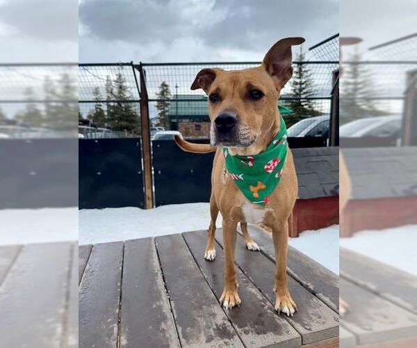 Medium Photo #2 Mutt Puppy For Sale in Frisco, CO, USA