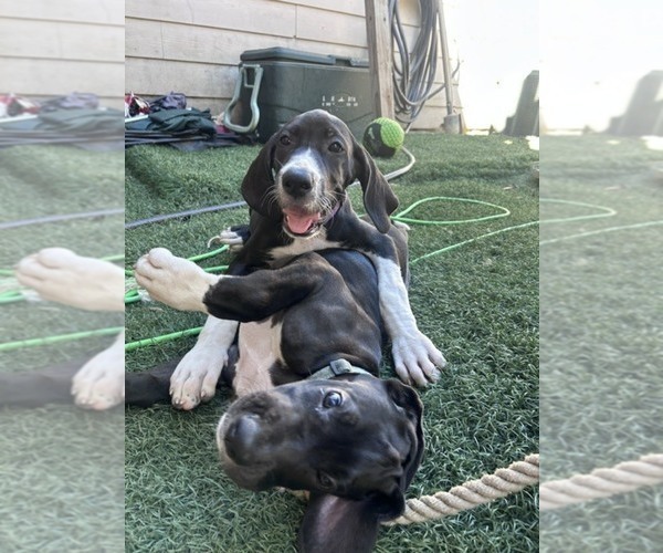 Medium Photo #3 Great Dane Puppy For Sale in WILLIS, TX, USA