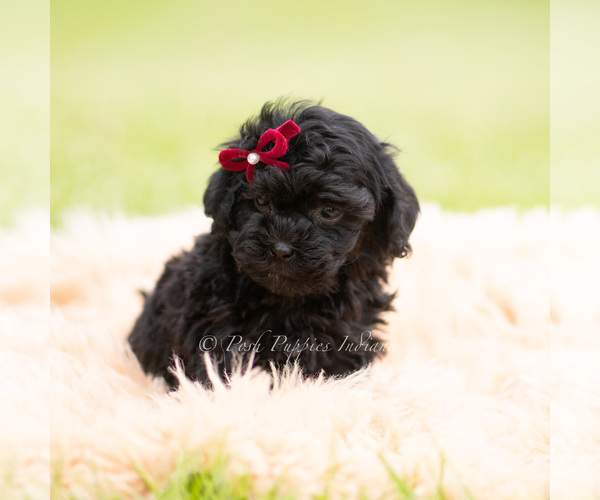 Medium Photo #5 Goldendoodle (Miniature) Puppy For Sale in WARSAW, IN, USA