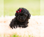 Small #4 Goldendoodle (Miniature)