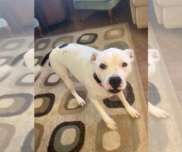 Medium Photo #2 Mutt Puppy For Sale in Osgood, IN, USA