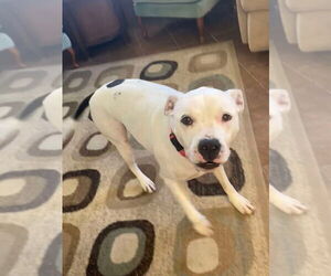Maisy - Female Mutt Dog for Adoption - Photo #2
