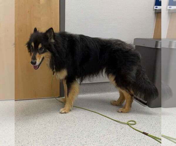 Medium Photo #12 Scottish Collisky Puppy For Sale in Canton, CT, USA