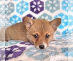 Small #7 Pembroke Welsh Corgi