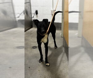 Labrador Retriever Dogs for adoption in Forestville, MD, USA