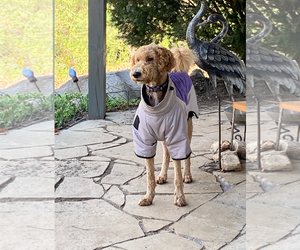 Bentley - Male Labradoodle Dog for Adoption - Photo #7