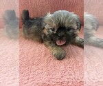 Small #5 Shih Tzu