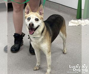 Beagle-Siberian Husky Mix Dogs for adoption in Washington, DC, USA