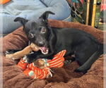 Small #3 Chihuahua Mix