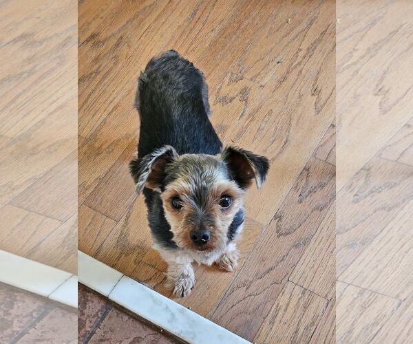 Medium Photo #3 Mutt Puppy For Sale in Arlington, VA, USA