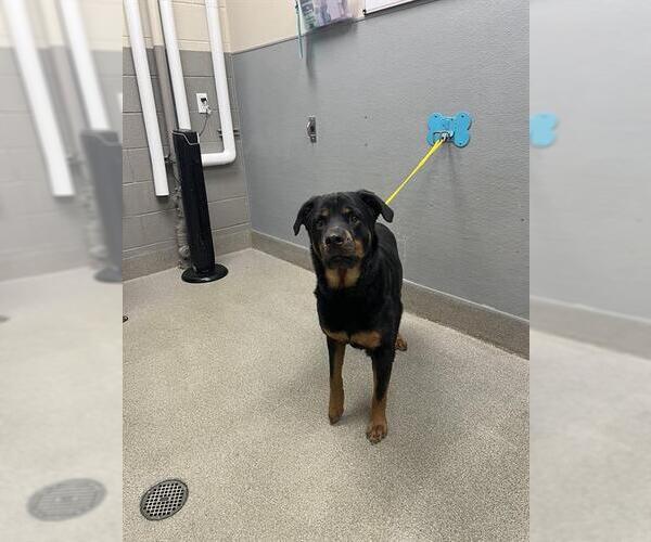 Medium Photo #1 Rottweiler-Unknown Mix Puppy For Sale in Las Vegas, NV, USA