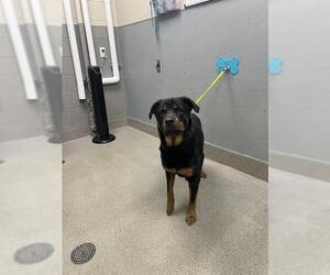 Rottweiler-Unknown Mix Dogs for adoption in Las Vegas, NV, USA