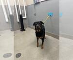 Small Rottweiler Mix