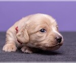 Small Photo #13 Dachshund Puppy For Sale in CROWLEY, TX, USA