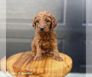 Goldendoodle (Miniature) Puppy for sale in PELHAM, NC, USA